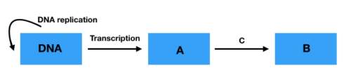 Using the model presented, what is being formed, b, from the process represented by c? correctly id