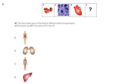 The chart shows parts of the body at different levels of organization. which picture can best