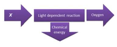 The diagram summarizes the light-dependent reactions of photosynthesis.  what is the inp