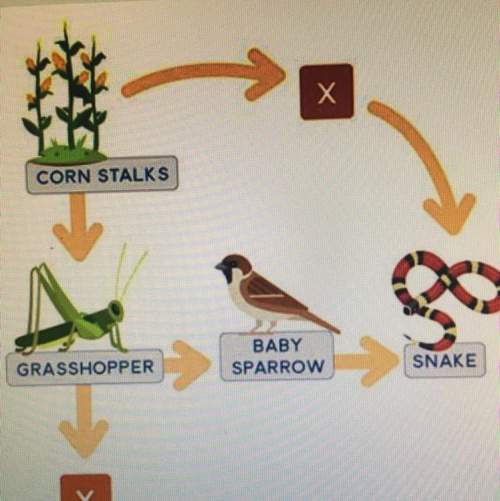 The diagram shows a good web. if a certain organism is a secondary consumer, what what explains its