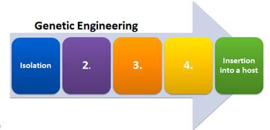Which best describes step 3 in the diagram?  restriction enzymes cut the dna into fragments;