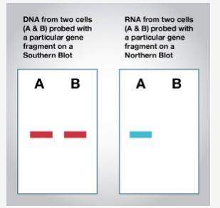 Two cells (a and b) from an embryo in the first trimester of development were examined. the image on