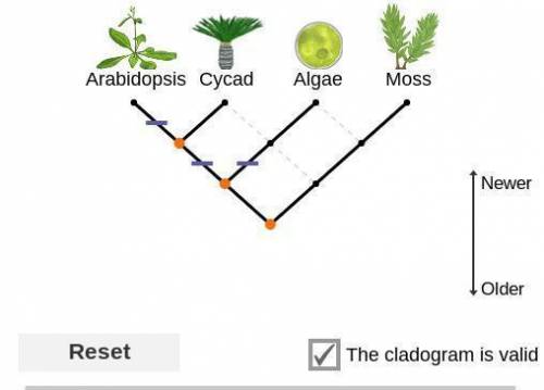 Based on your cladogram, from oldest to newest, in what order did the three characteristics (flowers