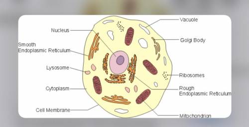 Label the following organelles.​