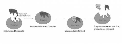 What analogy best describes the simple relationship between an enzyme and its substrate?  a.. substr