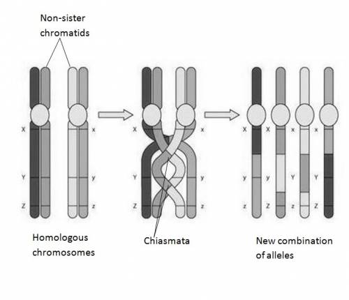 What event is important factor in increasing genetic diversity among sexually reproducing organism