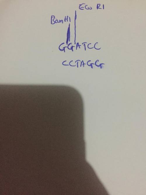 You have a circular plasmid containing 9 kb of DNA, and you wish to map its EcoRI and BamHI sites. W