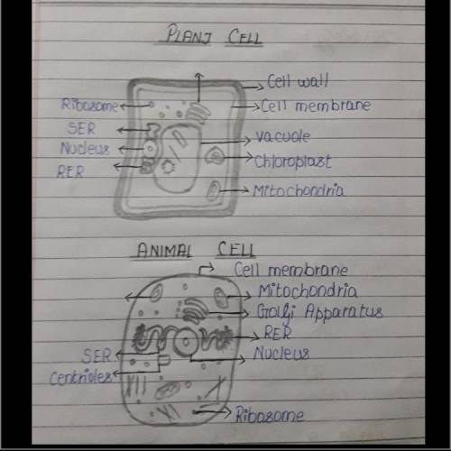 Draw diagram of plant and animal cell​