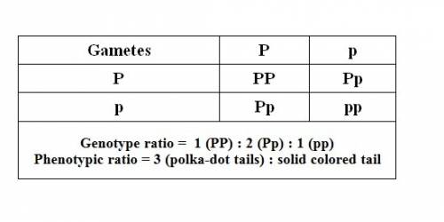 4. suppose that a dominant allele (p) codes for a polka-dot tail and a recessive allele (p) codes fo