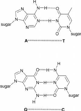 When guanine pairs with cytosine how many hydrogen bonds are formed