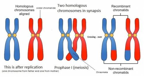 Draw a pair of homologous chromosomes in synapsis and then illustrate a crossing over event and the 