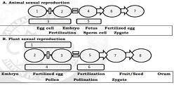 Learning Task 5: Complete the steps in sexual reproduction on animal and

plants by arranging the wo