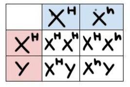 Hemophilia is an X-linked condition in which the process of blood clotting is impaired.

The allele