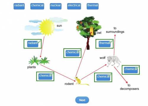 The diagram shows some of the steps in the flow of energy through an ecosystem. the arrows represent