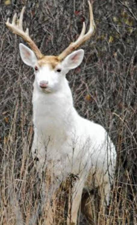 What is a white deer just curious​