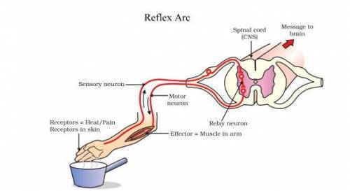 What is reflex action??​ Aajana sab gaonwasi barat leke lol-,-