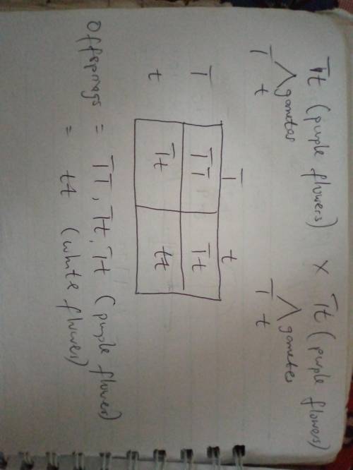 In pea plants, purple flowers are dominant to white flowers. Suppose two heterozygous purple-flowere