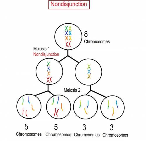 If a cell has a diploid number of 8 (2n = 8) before meiosis, how many chromosomes will be in each of