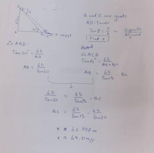 From the top of a tower of height 65m, a man sees two goats both due west to him. If the angles of d