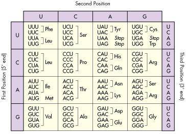 An mRNA sequence reads: GAA/GCU/AUA/CUA/UGU. What would the effect on the amino acid be if the secon