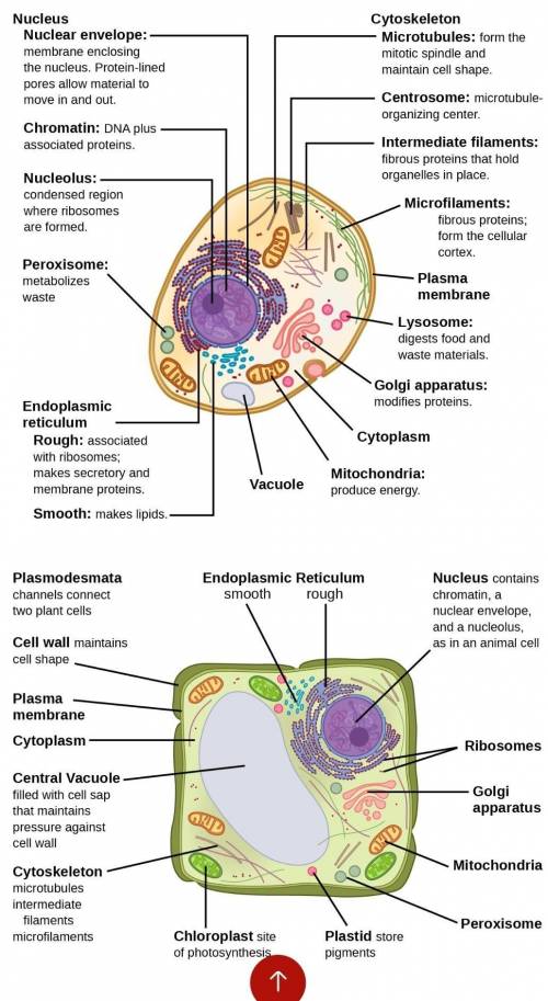 Cell Parts and Their Jobs

1. Label the parts of these two cells in the spaces provided. (pg. 175)
I
