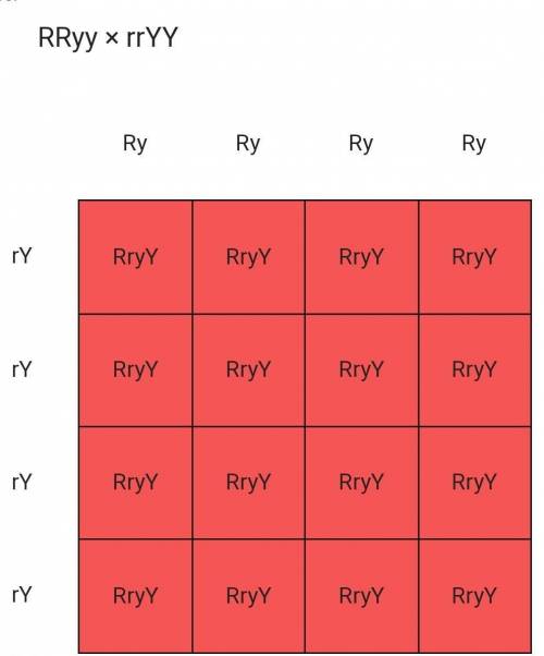 How many different genotypes are possible from a cross between the parents RRYy and rrYY?