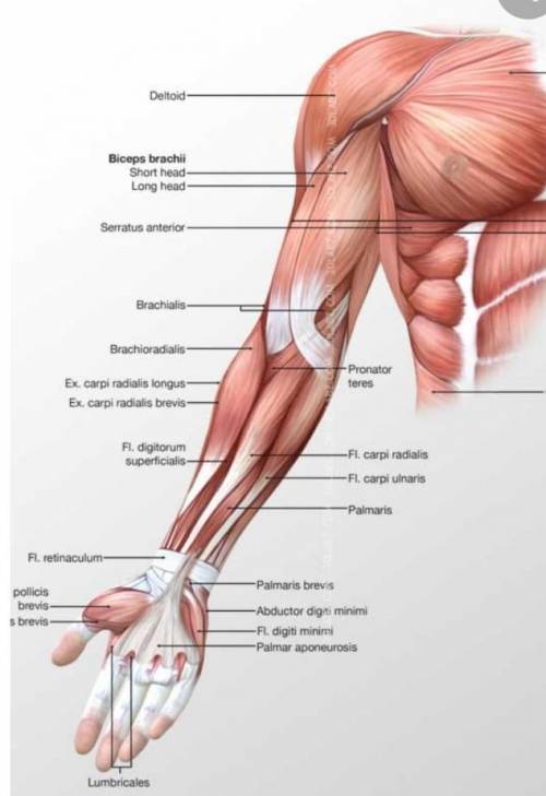 Please help I have one more attempt. I need help labeling the upper muscles of the arm.