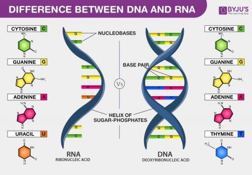 How do DNA and RNA differ?
