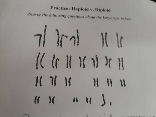 Based on the picture, is this a karytotype of a diploid or haploid cell. Explain how you know?