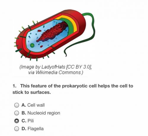 This future of the prokaryotic cell helps the cell to stick to surface  A.cell wall B. Nucleoid regi