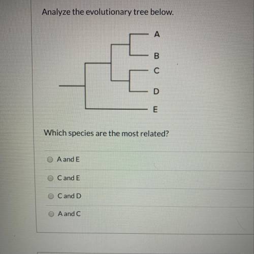 Analyze the evolutionary tree below. Which species are the most related? O A and E Cand E C and D A