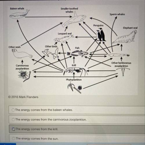 The illustration shows a representative food web found in the marine environment. consider the phyto