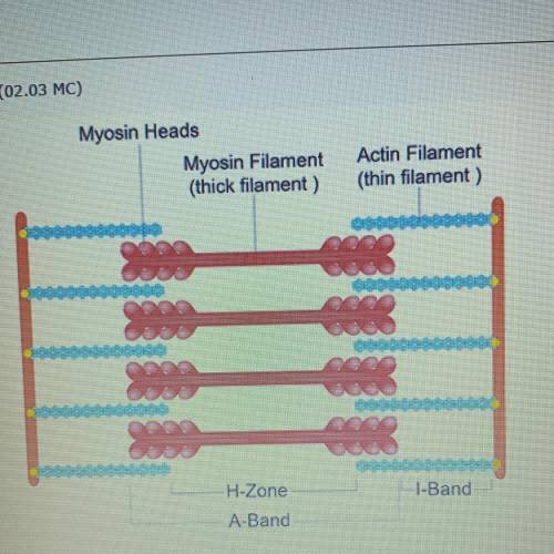 PLEASE HELP! 20 POINTS How would the diagram above appear if the sarcomere contracted? (2 points) Th