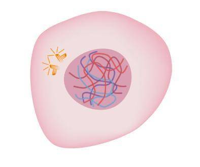 Please help quickly!!! Will mark Brainliest! Which image represents cytokinesis in a plant cell?