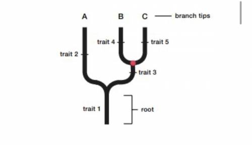 What does the red node represent? (choose all that apply) Question 1 options: The common ancestor of