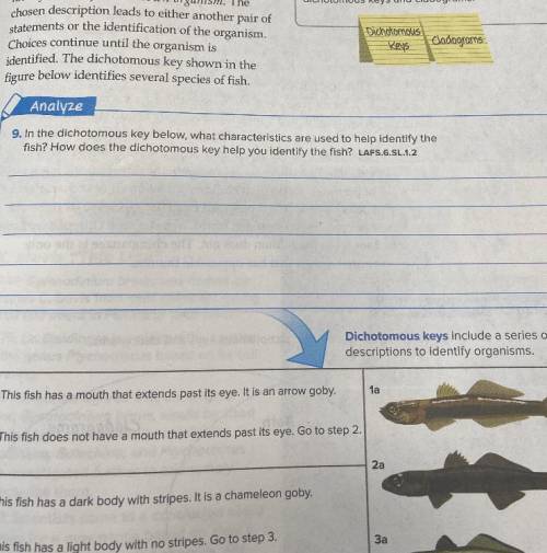 In the dichotomous key below what characteristics used to help identify the fish? How does the dicho