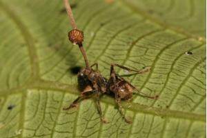 Select the correct answer.The image shows an ant that has been infected by a fungus, with the sporan