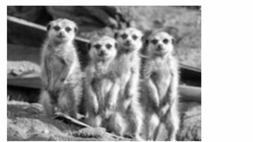 The image below shows a group of meerkats. Meerkats live in habitats that are very dry, hot, and san