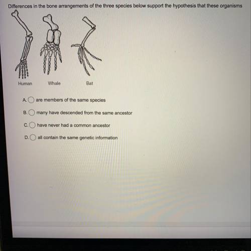 Differences in the bone arrangements of the three species below support the hypothesis that these or