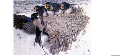 The picture below shows a mother swallow and her chicks.Each of these baby chicks is slightly differ