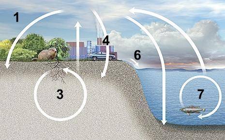 At which point in the nitrogen cycle are nitrogen compounds carried by water from land to lakes and