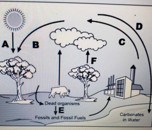 Analyze the given diagram of the carbon cycle below Part 1: Which process does arrow F represent?Par