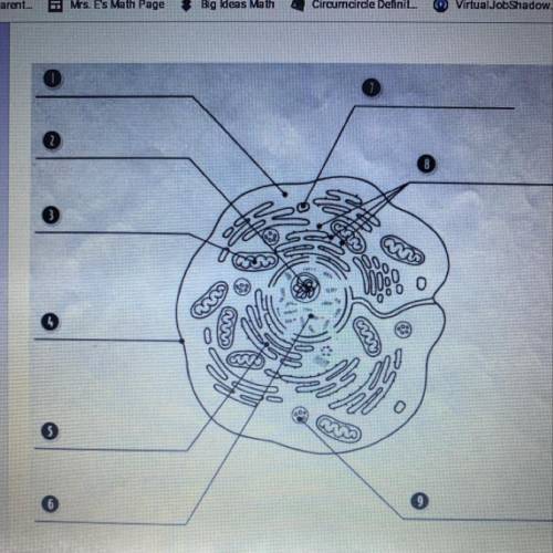 I need a typical animal cell diagram
