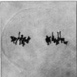 Identify the stage of meiosis pictured below.  a) Prophase I b) Prophase II c) Metaphase I d) Metaph