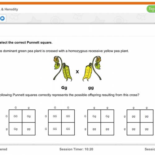 A heterozygous dominant green pea plant is crossed with a homozygous recessive yellow pea plant. Whi