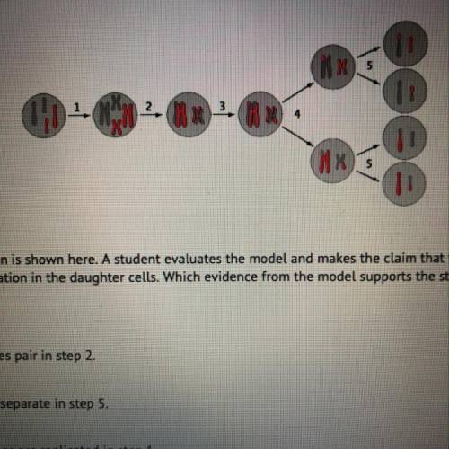 A model of cell division is shown here. A student evaluates the model and makes the claim that the c