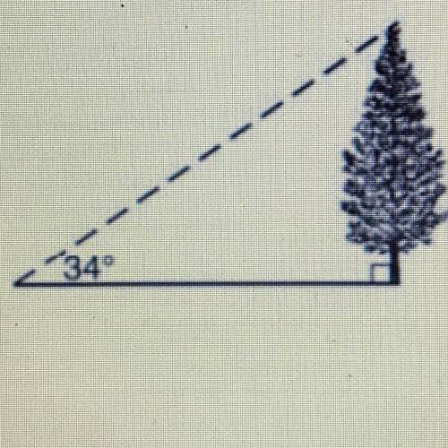 If the angle of elevation from the point on the ground to the top of the tree is 34° and the point i
