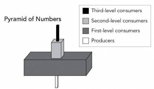 This pyramid of numbers is modeling organisms within an ecosystem. Which of the feeding interactions