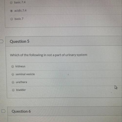 Which of the following is not a part of urinate system