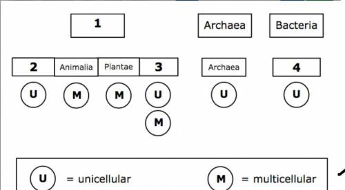 Examine the incomplete graphic pictured above. Which label belongs in box 3?A-Fungi B-Protista D-Eub